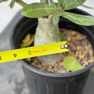 Rare Adenium /desert Rose From Seed - Etsy