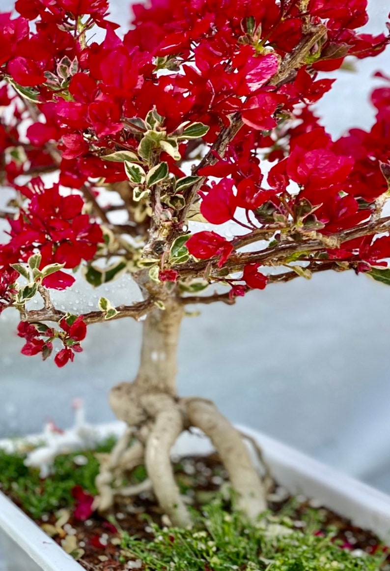 Rare Variegated Bougainvillea Bonsai Etsy