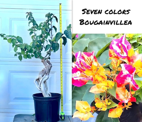 Seven Colors ID Bougainvillea Colors Bonsai. Big Bracts - Etsy Canada