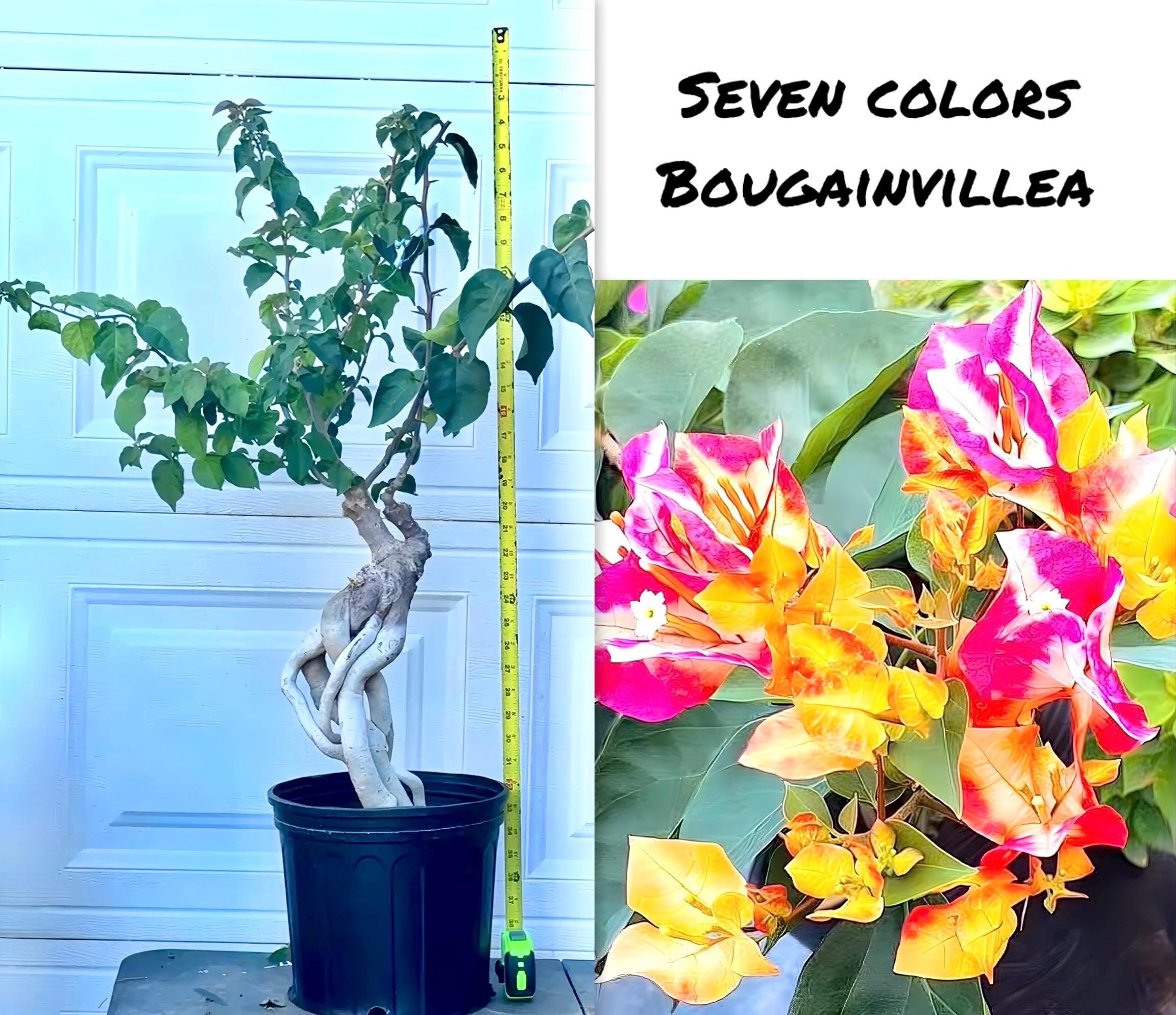 Seven Colors ID Bougainvillea Colors Bonsai. Big Bracts - Etsy