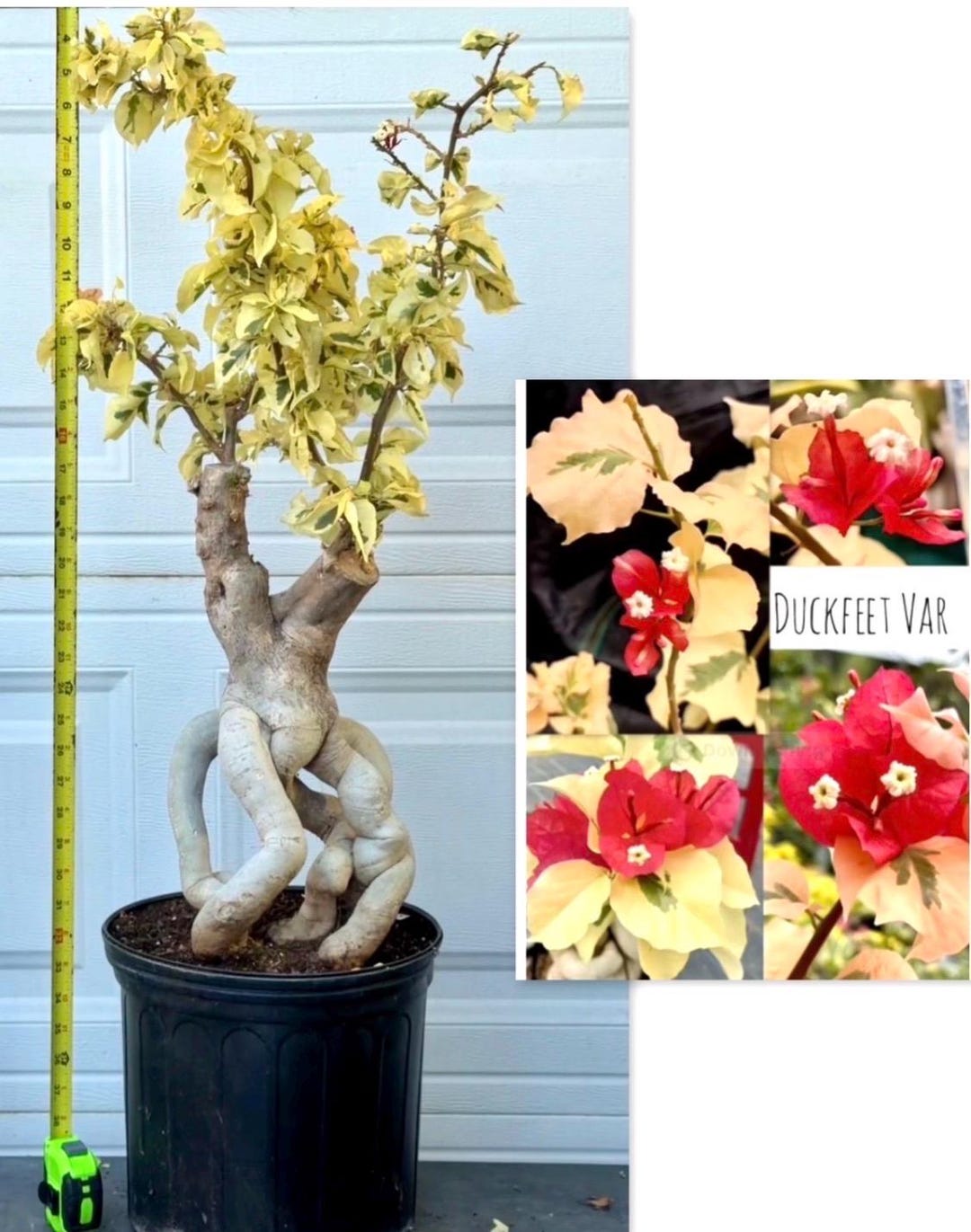 BONSAI ! Duckfeet Var Bougainvillea Bonsai. - Etsy
