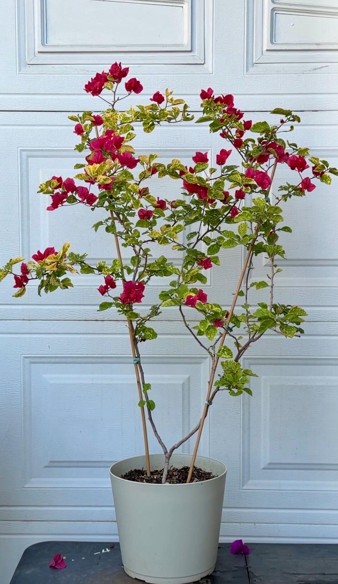 bob plant Philodendron Bob Cee main image 1
