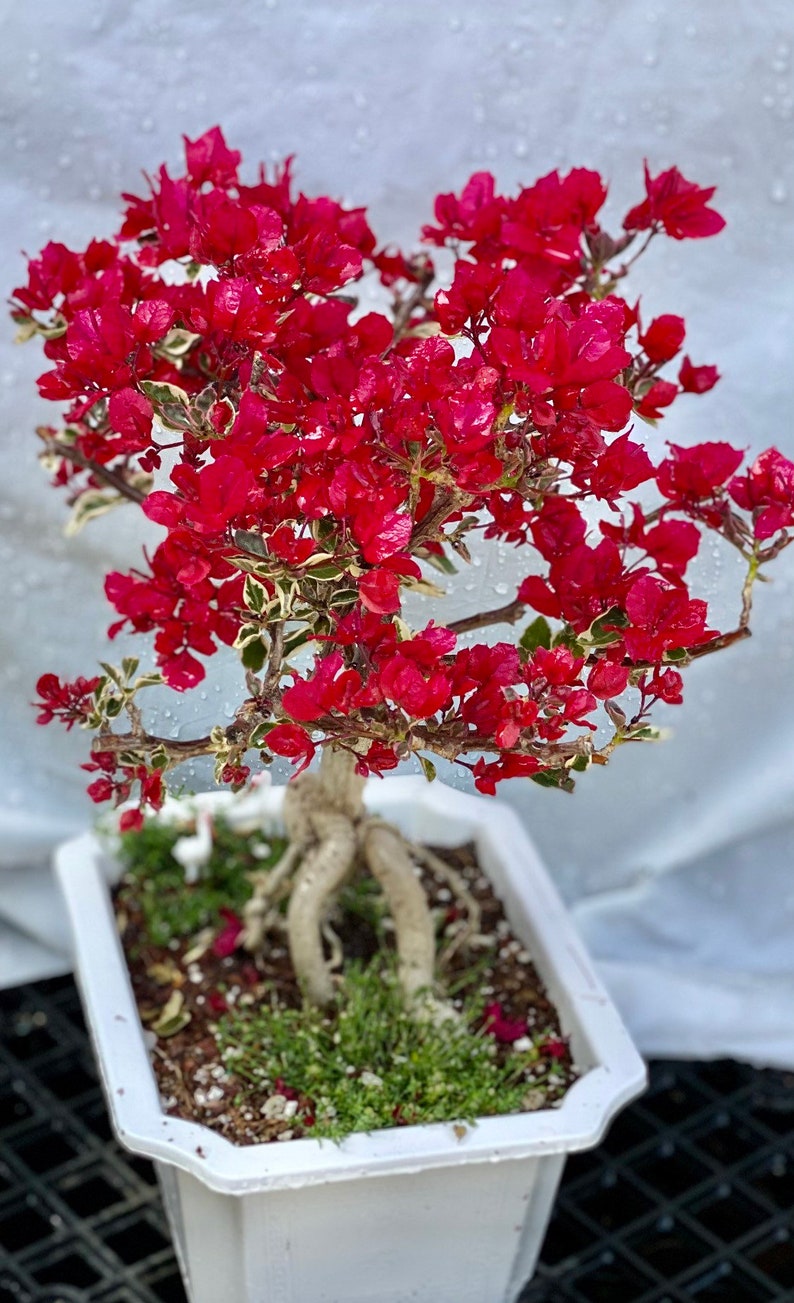Rare Variegated Bougainvillea Bonsai Etsy