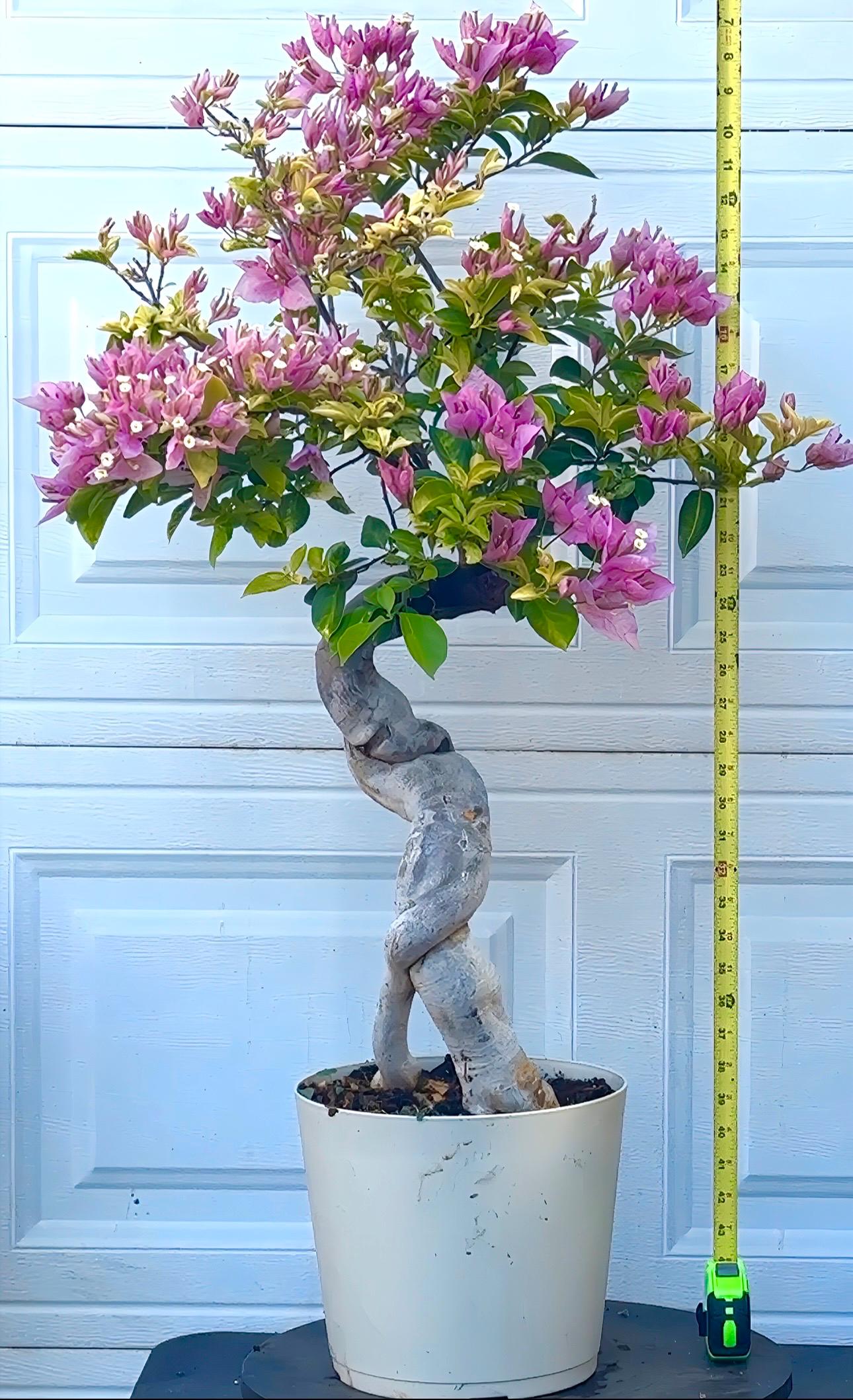 Golden Peach Bougainvillea Bonsai Plant. - Etsy