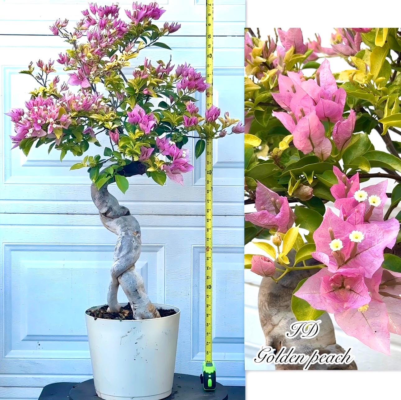 Golden Peach Bougainvillea Bonsai Plant. - Etsy