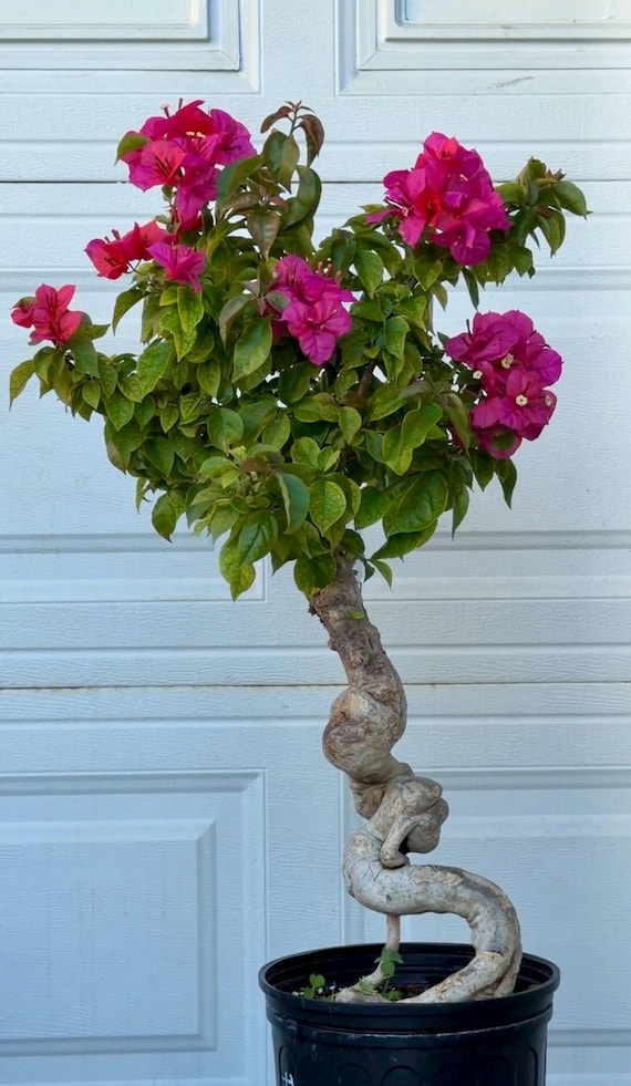 fiddle leaf indoor plant Fiddle Leaf Fig Tree 7.5' – New Growth Designs