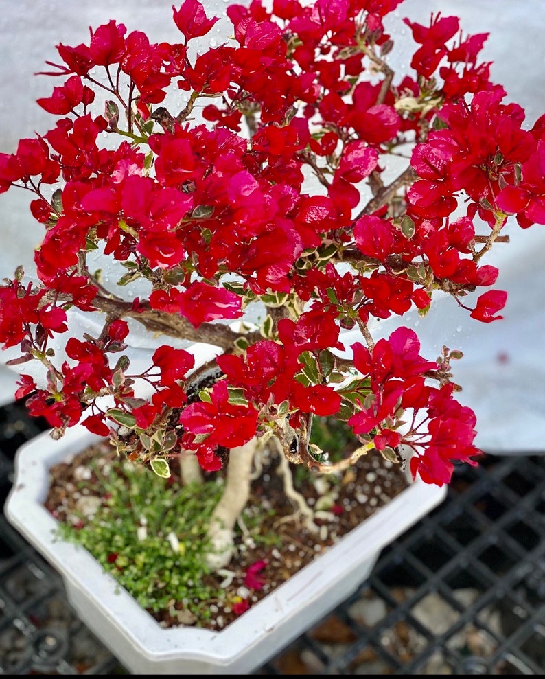 Rare Variegated Bougainvillea Bonsai Etsy