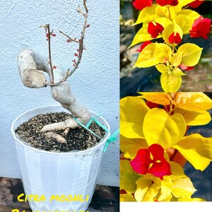 Only One! Citra Moonlight Bougainvillea Bonsai plant.