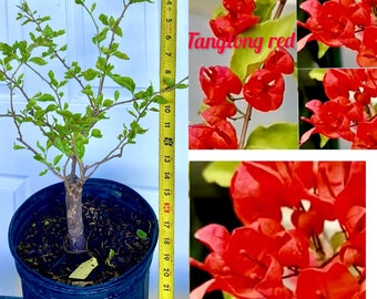 Rare! Tanglung  Red Bougainvillea plant.