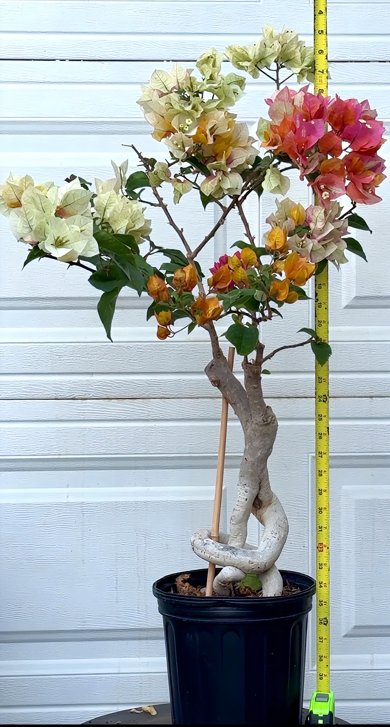 Exotic MAGIC Colors Citra Gold Bougainvillea Bonsai Plant. She's