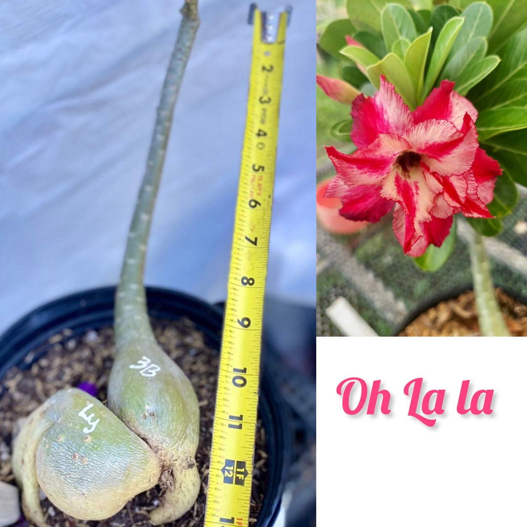 Rare Adenium /desert Rose From Seeds Etsy