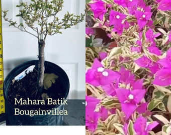 Mahara Batik Bougainvillea plant.