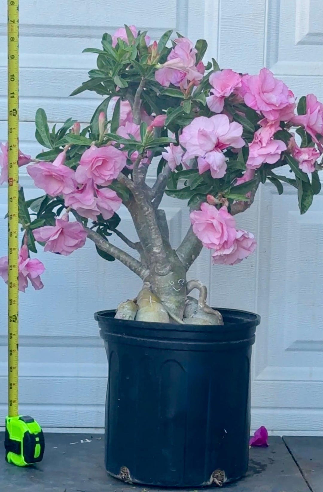 Rare Adenium /desert Rose From Seeds. Name Ky Duyen . - Etsy