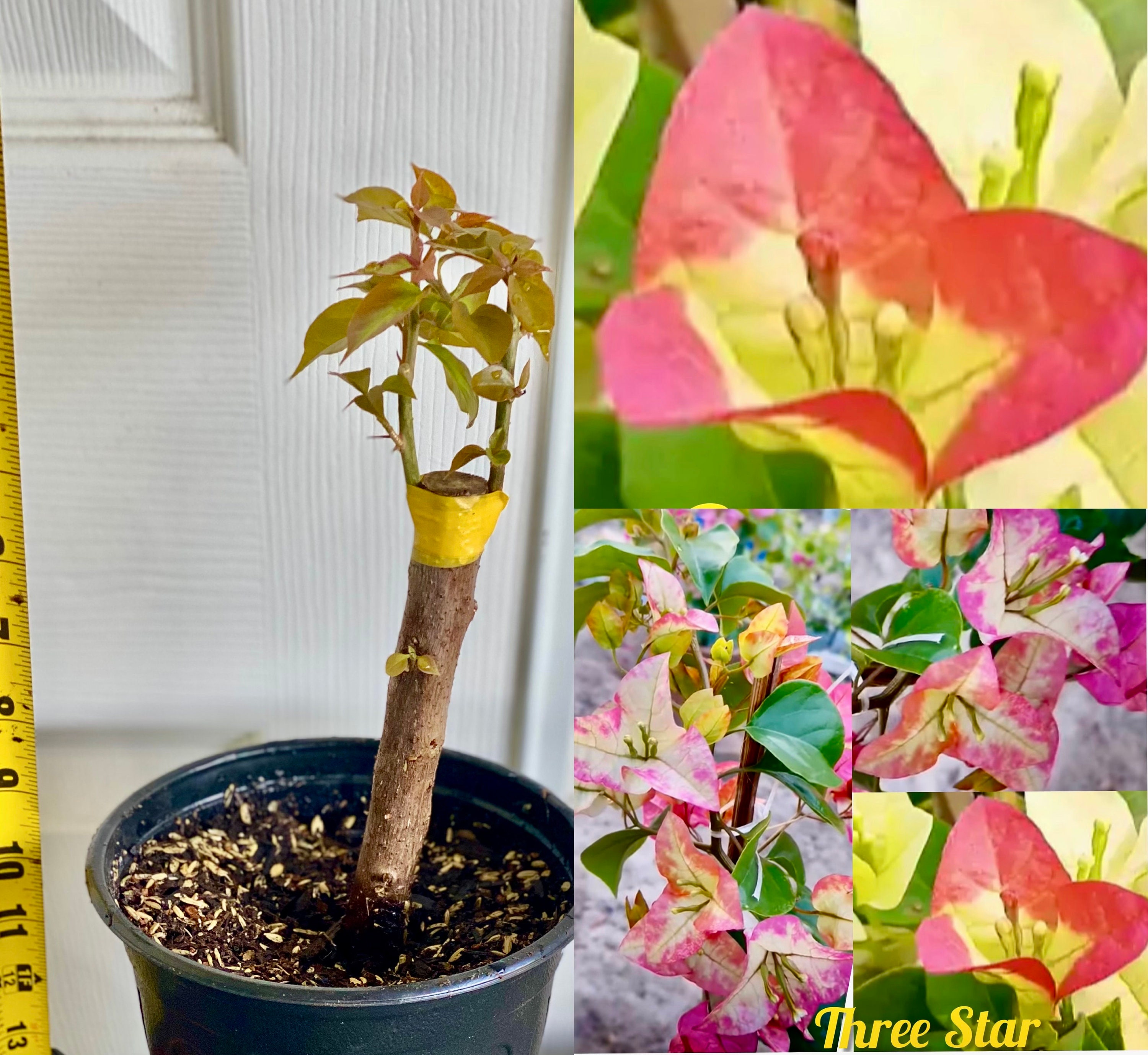 Citra Three Star Bougainvillea Plant. Special Nature Beautiful