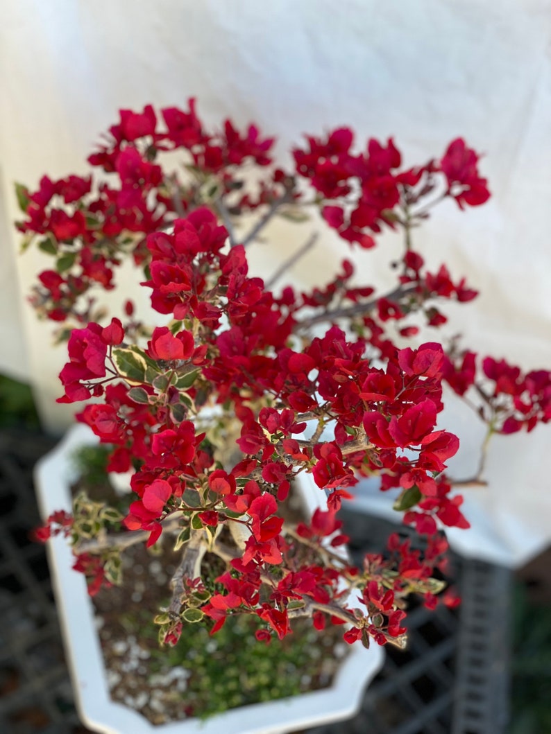 Rare Variegated Bougainvillea Bonsai Etsy