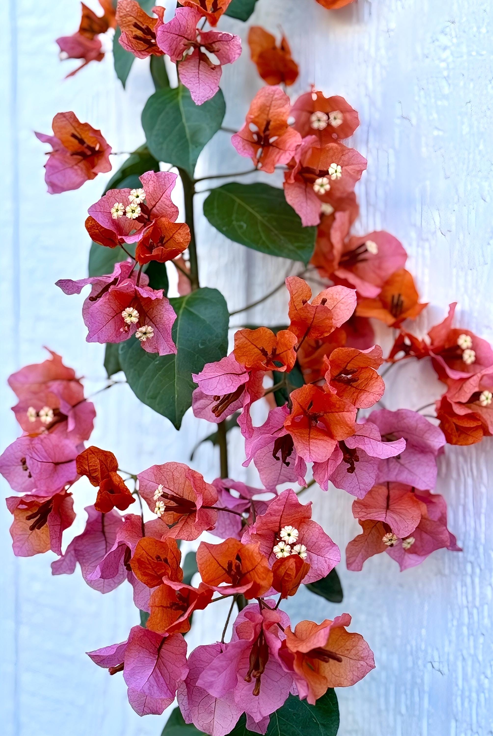 New! Mahathir Bio Colors Leaves Bougainvillea Plant. - Etsy