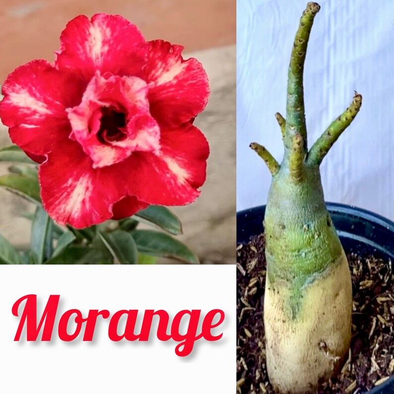 Rare Adenium /desert Rose From Seed - Etsy