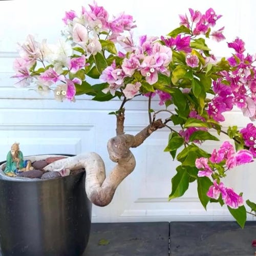 Exotic! Black Citra Bougainvillea Bonsai Plant. Flowering! - Etsy
