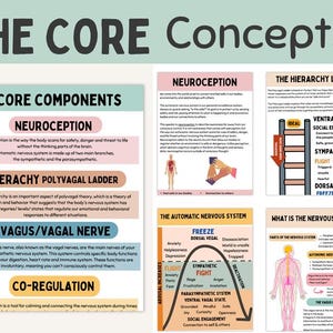 Puede incluir: Un infogr&aacute;fico colorido que explica los conceptos b&aacute;sicos de la neurocepci&oacute;n, la teor&iacute;a polivagal y el sistema nervioso aut&oacute;nomo. El infogr&aacute;fico incluye diagramas y texto que explican los diferentes estados del sistema nervioso, incluidos los estados vagal ventral, simp&aacute;tico y vagal dorsal.