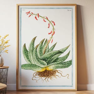 May include: A framed botanical print featuring a green succulent with white spots and exposed brown roots. A tall, slender stem rises from the center, topped with small, curved, red tubular flowers. The artwork is set against a white background.