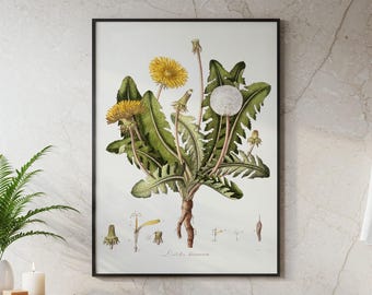 花の壁掛けアート：タンポポの植物画、ウィリアム・カーティス（1777～1798年）によるヴィンテージの野草ポスター