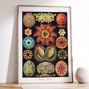 Marine biology art - Vintage marine print - Natural history print - Ocean life artwork - Ocean Art Print - Bathroom picture - Sea life art