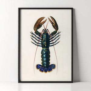 Lobster Poster - Vintage Ocean Wall Art - Marine Biology Print - Coastal Ocean Decor - Sea Life Gift - Kitchen Decor - Animal Art - Crawfish