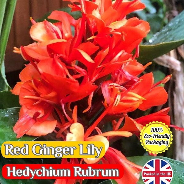Red Ginger Lily - Hedychium Rubrum - 12 high quality seeds, fully compostable packet, eco-friendly