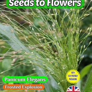 May include: Close-up of a green ornamental grass plant with the text "Panicum Elegans Frosted Explosion Ornamental Grass" and a label that says "100% ECO-FRIENDLY PACKAGING" and "Packed in the UK".