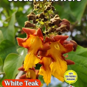 May include: Image of bright yellow and orange flowers, with the text "Seeds to Flowers" at the top. The image also includes the text "White Teak" and "Gmelina arborea". The background is a lush green, providing a natural contrast to the flowers.