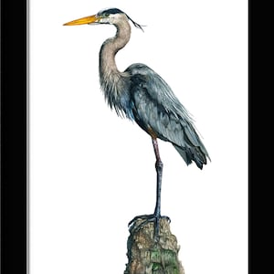 Heron Watercolor Art Print, Great Blue Heron Painting. Blue Heron Artwork for Home Coastal Bird Wall Art, Beach House Decor. Bird Lover Gift