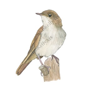 Watercolor Bird Nursery Decor, Nightingale Nursery Wall Art, Gender Neutral Nursery Nature Art Print, Brown Bird Art, Bird Prints, Bird Gift