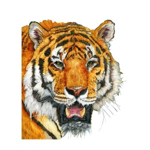 Watercolor Tiger Painting. Tiger Art Print. Wildlife Animal Illustration. Nature Home Decor. Tiger Wall Art. Nursery Animal Wall Decor. Gift