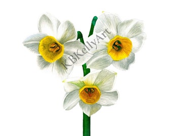 Narcissus Flower Watercolor Art Print December Birth Month Flower White Flower Floral Wall Art Painting Birthday Gifts for Her Mom Daffodils