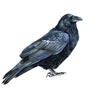 Raven Print, Raven Watercolor, Black Raven Bird Nature Print, Raven Wall Art, Crow Painting, Bird Watercolor, The Raven Edgar Allan Poe Gift