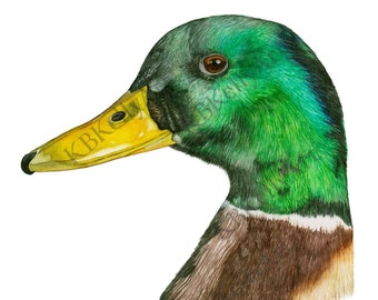Mallard Duck Art Print: Original Watercolor Painting