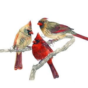 Three Cardinal Birds Watercolor Art Print, Memorial, Thinking of You, Bird Wall Art, Female Cardinals, Remembrance Gift, Triple Cardinals