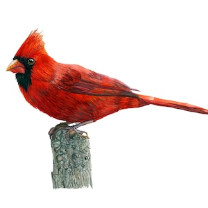Male Cardinal Bird Watercolor Art Print, Red Cardinal Painting, Cardinal Bird Wall Art Decor, Northern Cardinal, Bird Lover Gift, Memorial