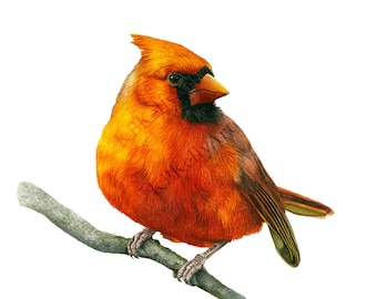 Cardinal Watercolor Art Print Red Cardinal Bird Wall Art Decor Bird Lover Gift Male Cardinal Memorial Painting Original Art Birthday Gift