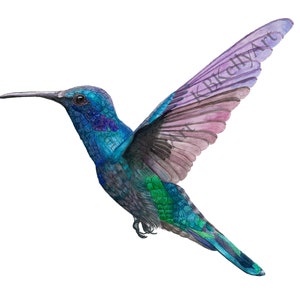 Hummingbird Watercolor Art Print - Colorful Bird Painting Wall Decor, Nature Artwork Gift for Bird Lovers, Framed Wall Art for Home Decor
