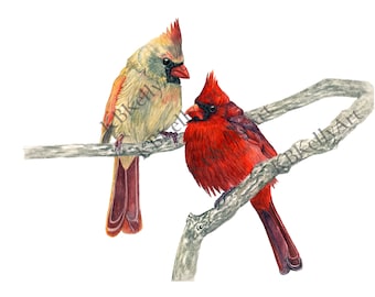 Two Cardinal Birds Watercolor Painting, Original Art Print. Home Decor, Wall Art, Great Gift, Female Cardinal, Male Cardinal Bird, Bird Art.