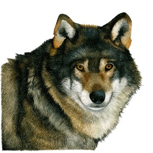 Wolf Watercolor Art Print Gray Wolf Painting Wall Art Decor Original Artwork Animal Wall Art Wolf Gifts Wolf Poster Wild Animals Artwork