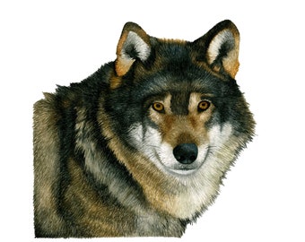 Wolf Watercolor Art Print Gray Wolf Painting Wall Art Decor Original Artwork Animal Wall Art Wolf Gifts Wolf Poster Wild Animals Artwork