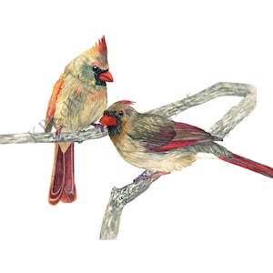 Two Female Cardinal Birds Art Print. Watercolor Female Cardinals. Cardinal Pair Two Females. Cardinal Couple Decor. Cardinal Birds Painting.