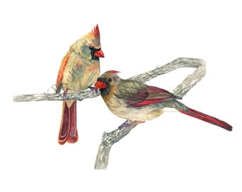 Two Female Cardinal Birds Art Print. Watercolor Female Cardinals. Cardinal Pair Two Females. Cardinal Couple Decor. Cardinal Birds Painting.