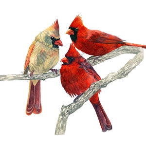 Three Cardinal Birds Realistic Watercolor Art Print. Male Cardinals and Female Cardinals, Memorial, Triple Cardinals, Remembrance Gift, Bird