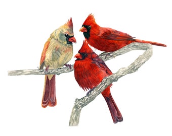 Three Cardinal Birds Realistic Watercolor Art Print. Male Cardinals and Female Cardinals, Memorial, Triple Cardinals, Remembrance Gift, Bird