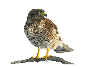 Roadside Hawk Realistic Watercolor Art Print. Hawk Painting from Bird Series, Great Gift, Home Decor, Bird Wall Art, Hawk on Branch.