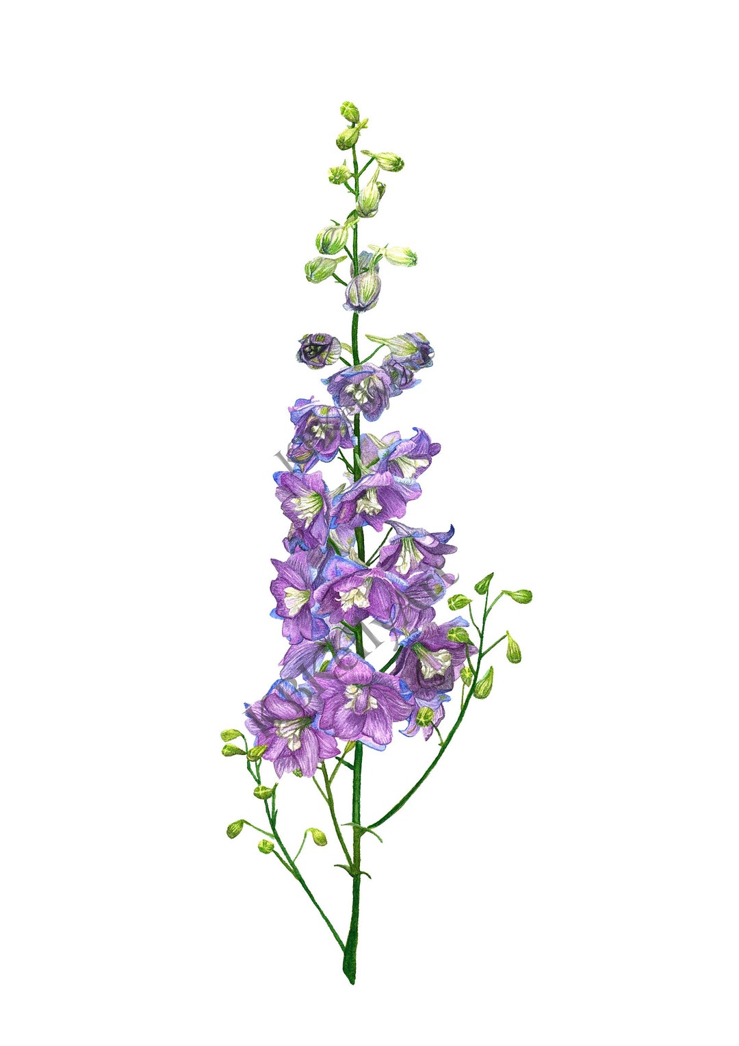 Larkspur Flower Watercolor Art Print Delphinium July Birth Month Flower ...