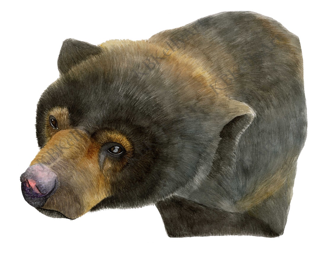 Sun Bear Watercolor Painting Sun Bear Art Print Bear Wall Decor Cabin
